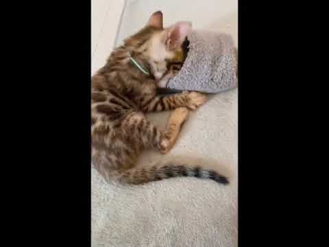 ベンガル 長男なしっかり者でいながら抜けていて可愛いロスくん