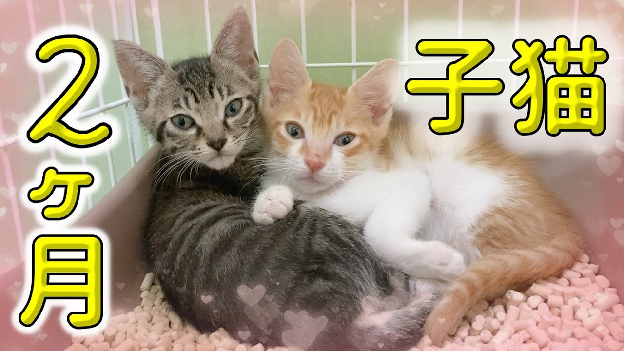 野良猫への無責任な餌やりで産まれた子猫たち