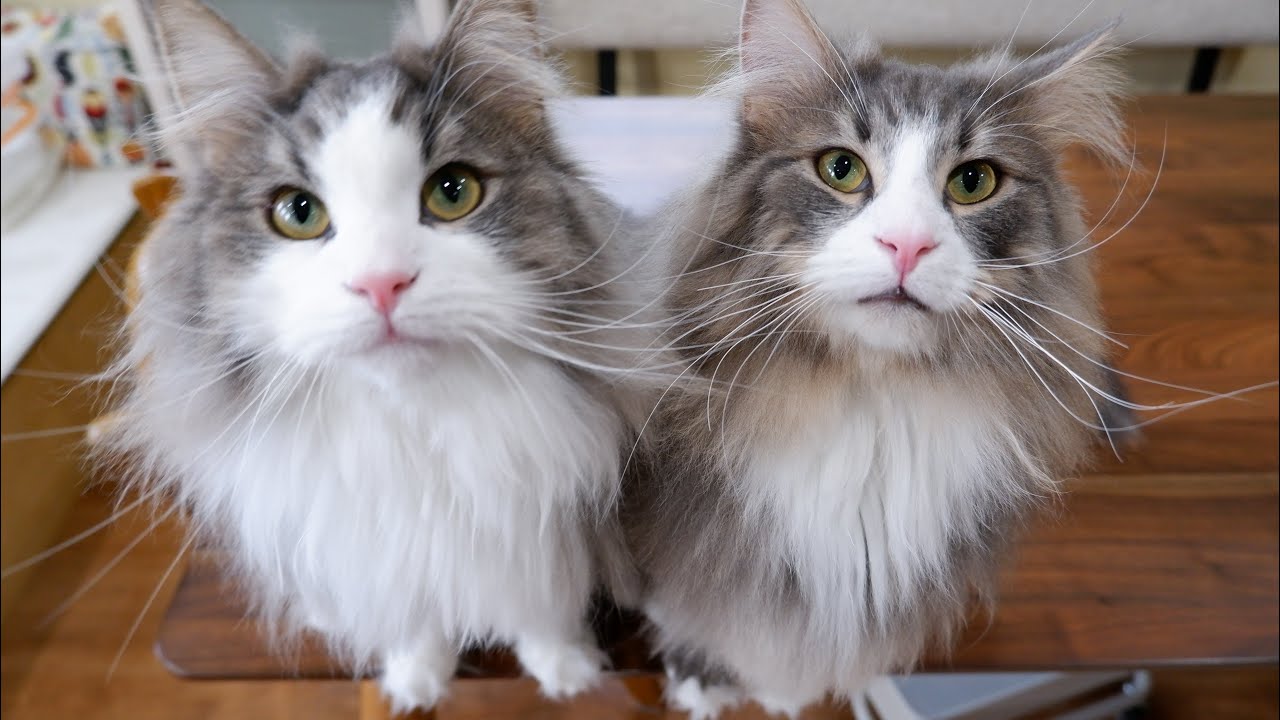 【元気💪🏻】兄弟に飛びかかったり、兄弟をはたいたり…元気なノルウェージャンフォレストキャットwww