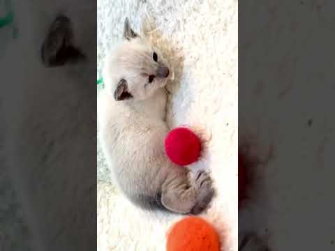 アビシニアン ブルーポイントの男の子。