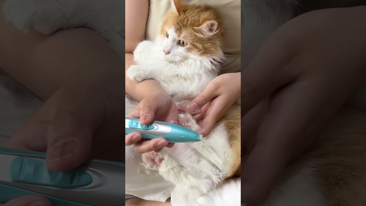 肉球の毛をカットされる猫【マリー（メインクーン）】