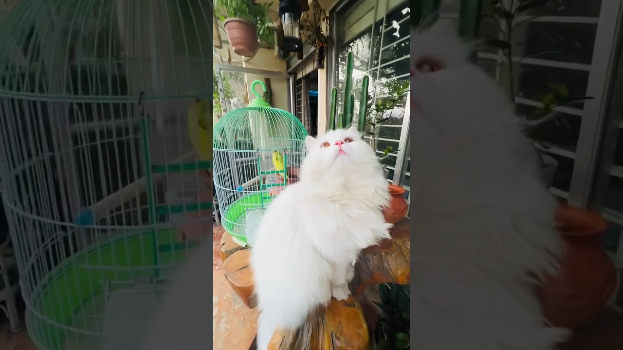 Respect 💯  #cat #cats #shortvideo #shorts #short #youtubeshorts #tiktok #viral