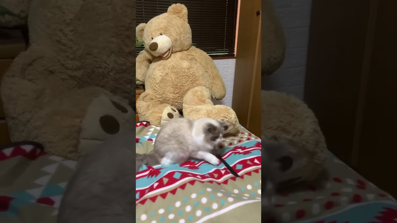 ラグドール VS スコティッシュフォールド 勝者は？ #猫#多頭飼い#ぬいぐるみ猫#猫動画#かわいい猫@minamin.ch.2022