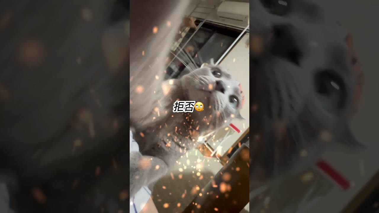 【ロシアンブルー】めろん、カメラ拒否激しめです😂こんな日もあるある🫢【猫】#shorts