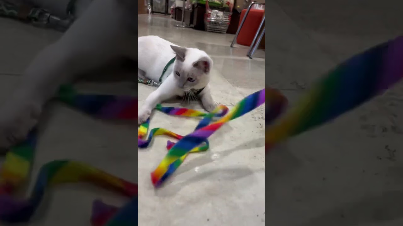 猫じゃらしで遊ぶトンキニーズの女の子