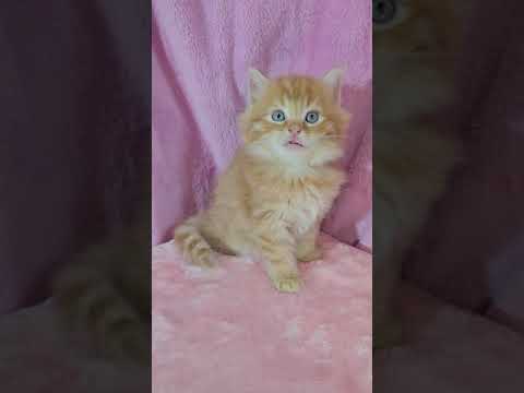 サイベリアン 【レッドタビー&ホワイト】レッドタビー&ホワイトの男の子