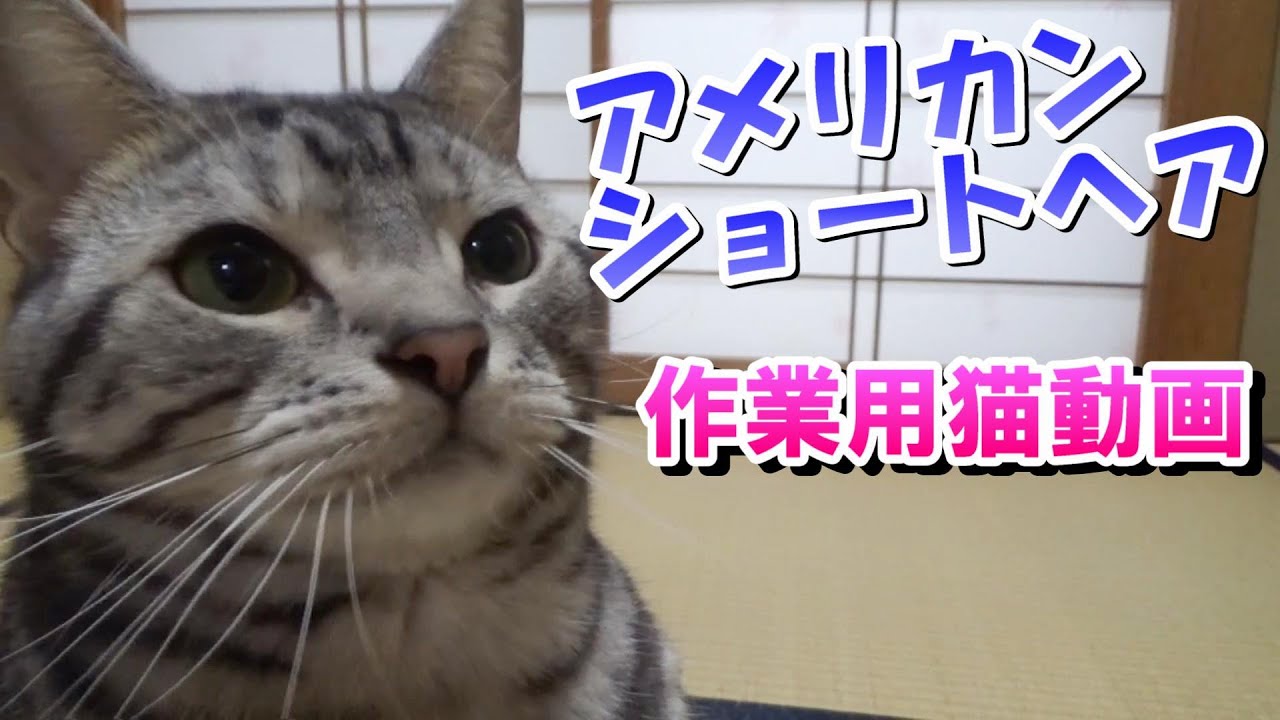 作業用猫動画　２～３歳アメリカンショートヘア2023年