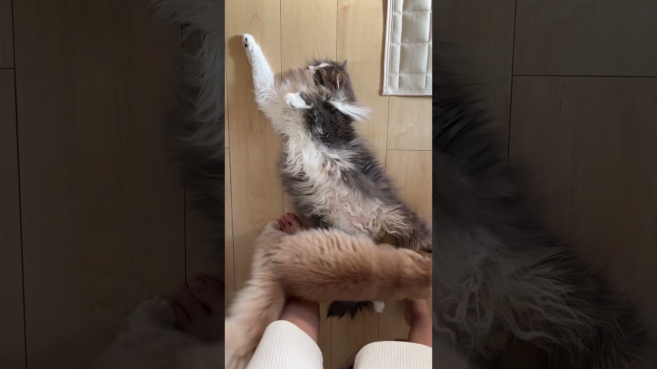 落ち猫#ラガマフィン #スコティッシュフォールド #猫 #cat #かわいい #おすすめ #shorts #あさひなさんた