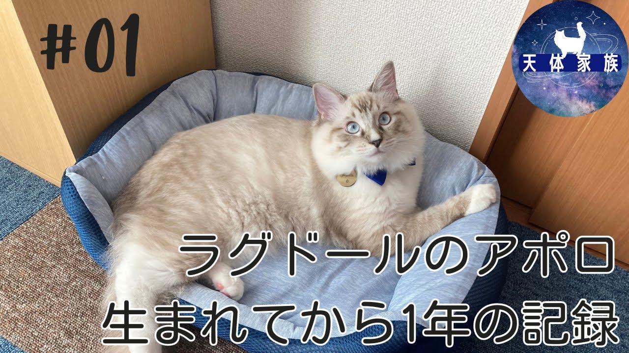 ラグドールのアポロ＊生まれてから1年の成長記録《 vlog #01 》