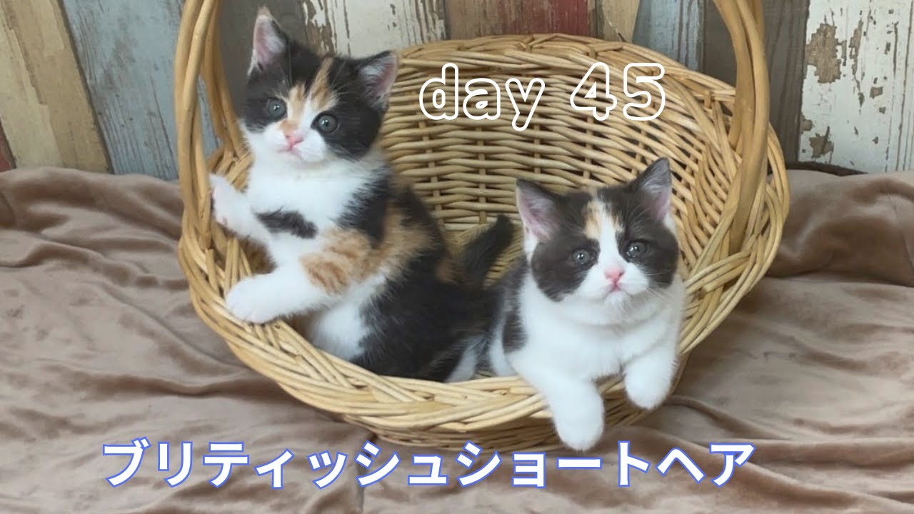 【キャリコ姉妹の日常】ブリティッシュショートヘア子猫が遊んでいる所をチョピリこっそり撮影しました