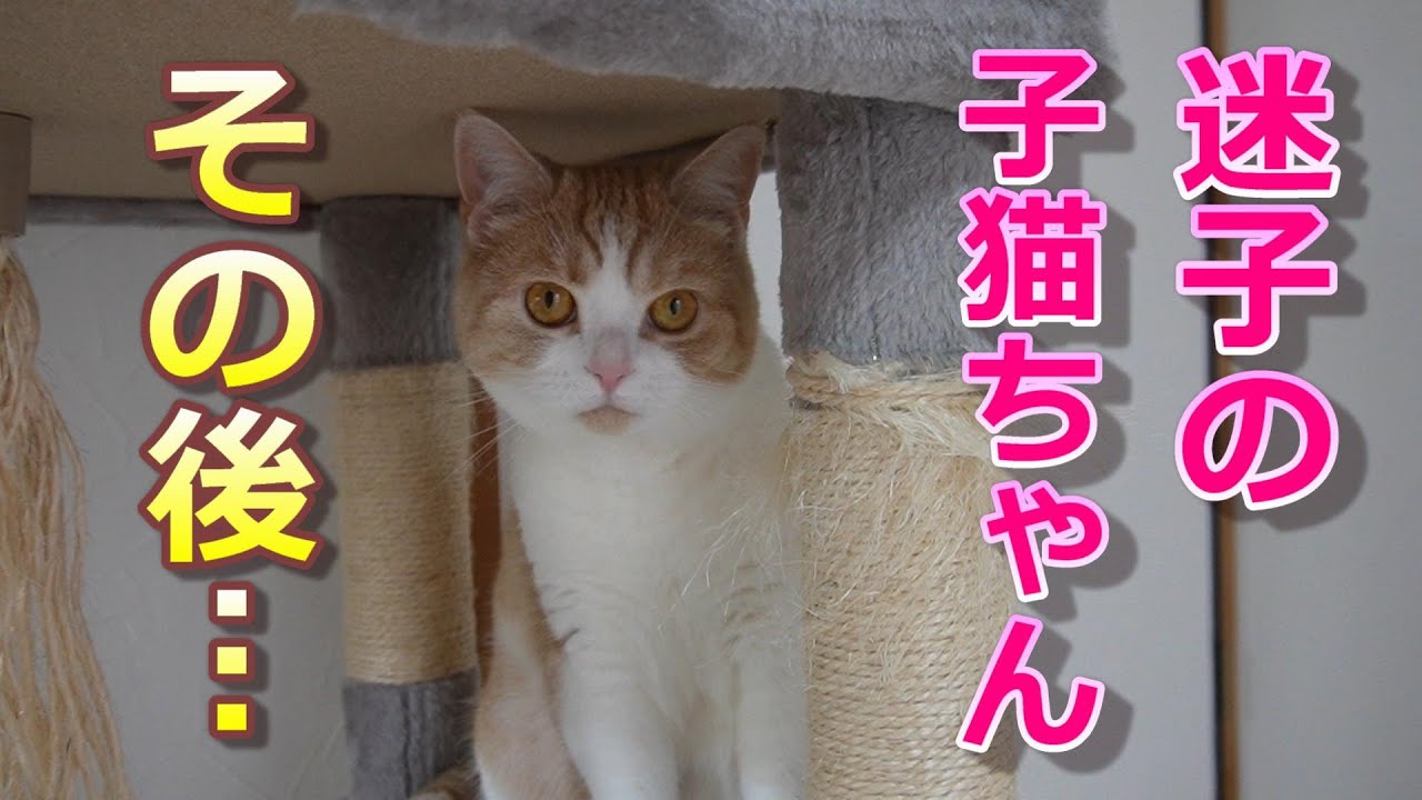 先日保護された迷子の子猫ちゃんに会ってきました【スコティッシュフォールド】【アビシニアン】