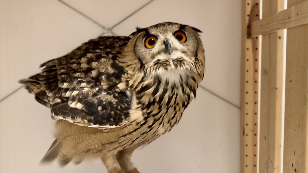 #783 本日のフクロウ Today's owl【ベンガルワシミミズク】