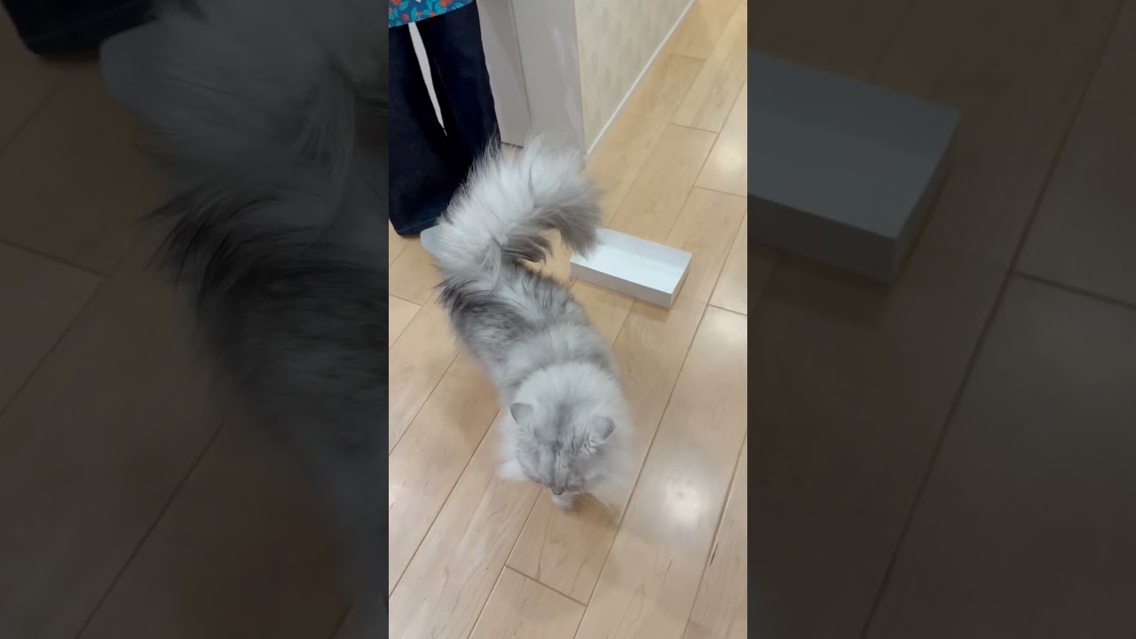 イスに足の小指をぶつけて悶絶しているお母さんを心配する猫 【サイベリアン】 #Shorts