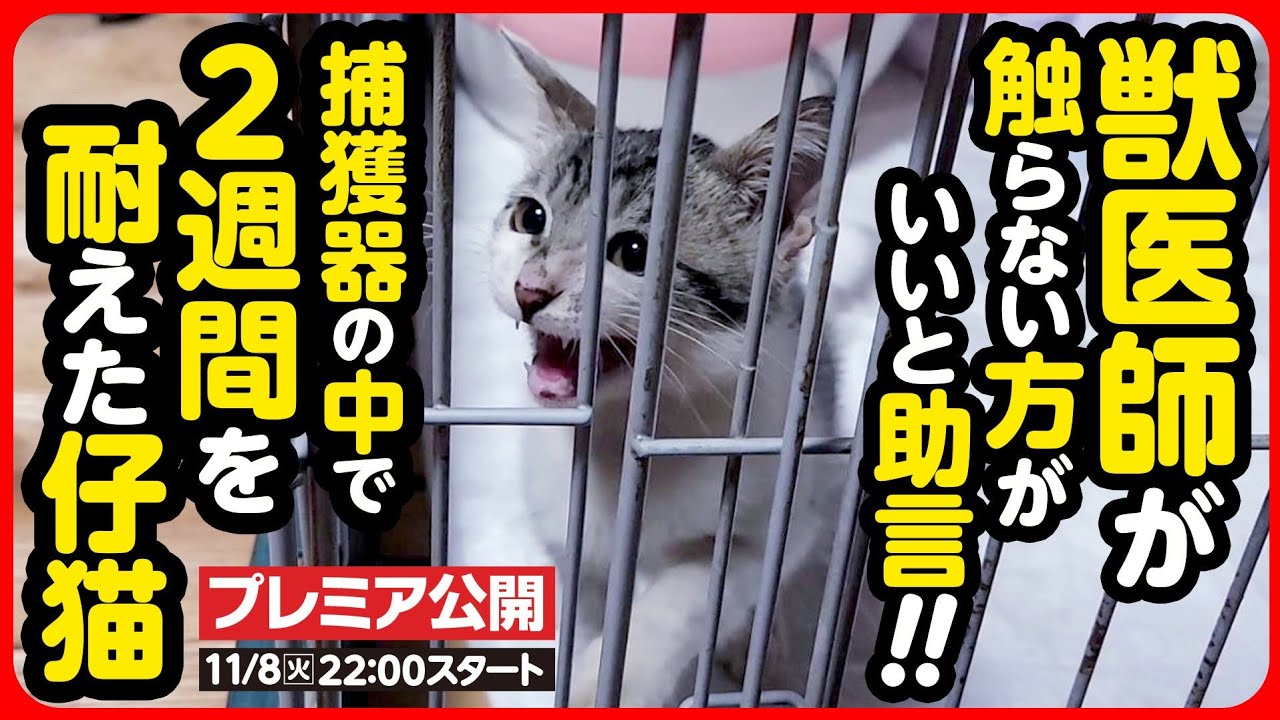 【子猫保護】野良猫は触らない方がいい...？「野良猫」も「家猫」も同じ命です