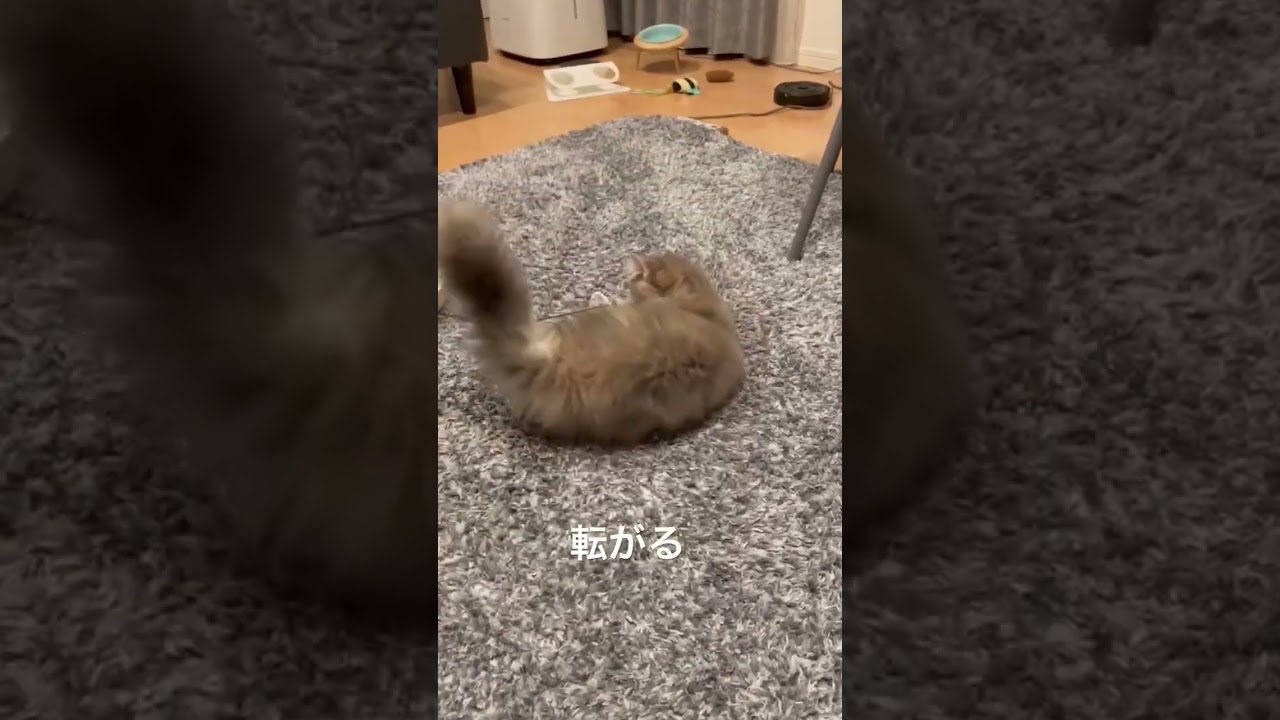 夢中になりすぎて転がるラガマフィン #猫のいる暮らし #子猫動画 #猫動画