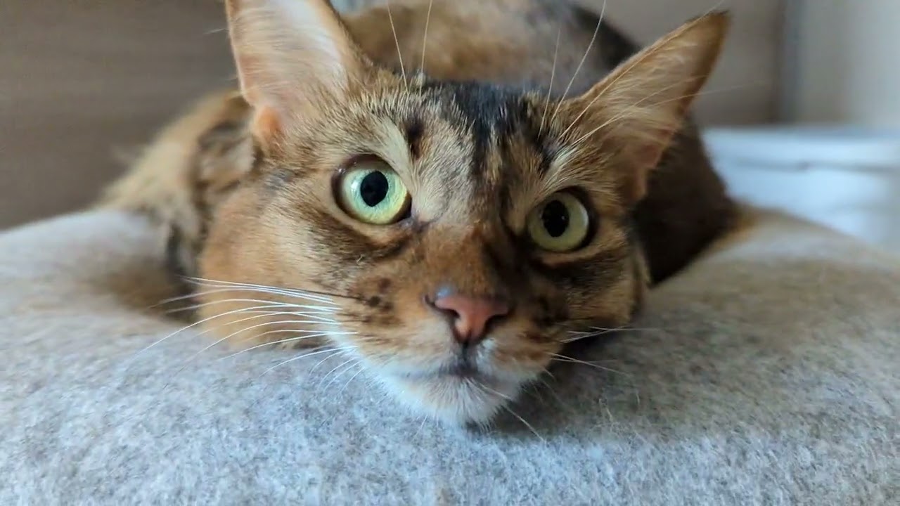 【518日目】ツチノコっぽいのいた #ソマリ #cat