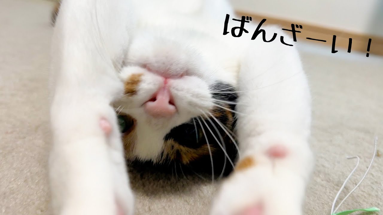 おしゃべり三毛猫さん今日も可愛すぎる件。