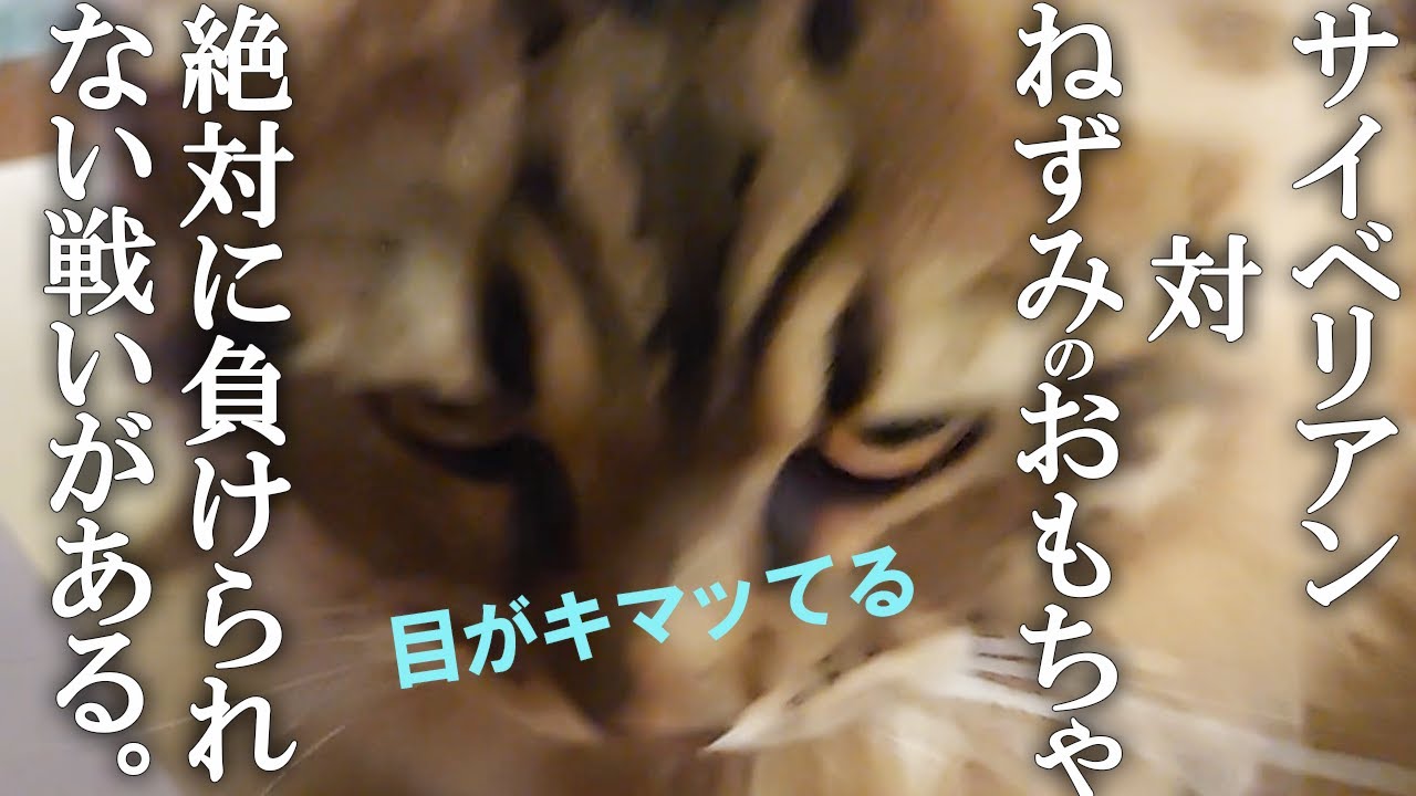 ねずみおもちゃで一人、エンドレスで遊んだサイベリアンがこうなりました