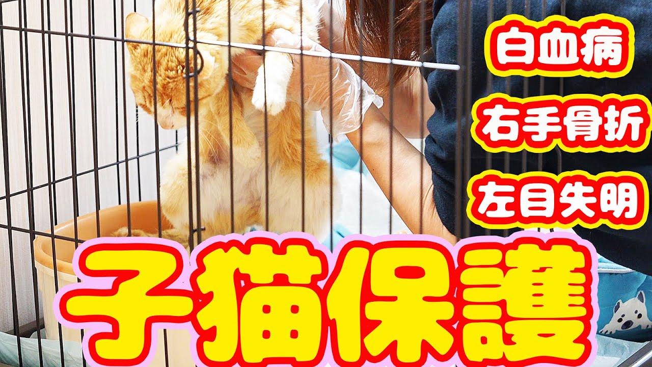 【子猫 保護】野良猫から家猫へ ウィルス熱４０度と１４日戦いに勝ち生きてます ちゅ～る食べてます 経過報告