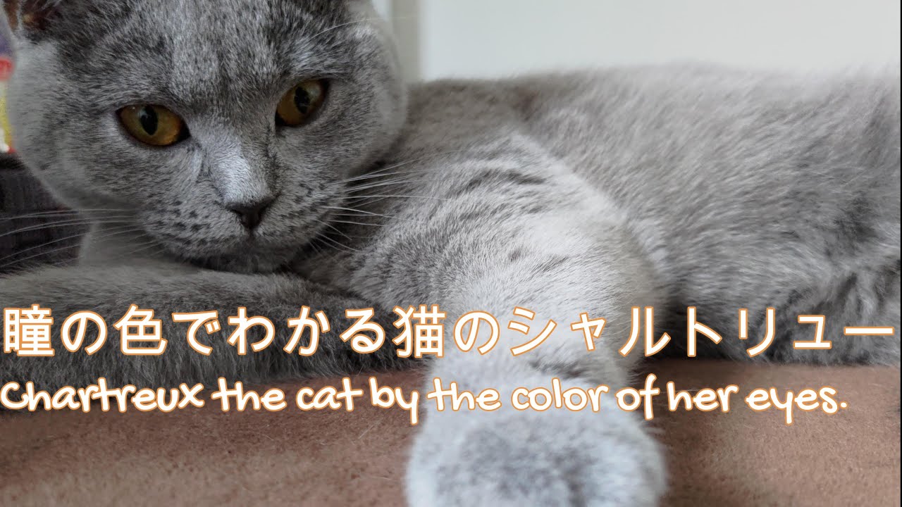 猫のシャルトリューの紹介