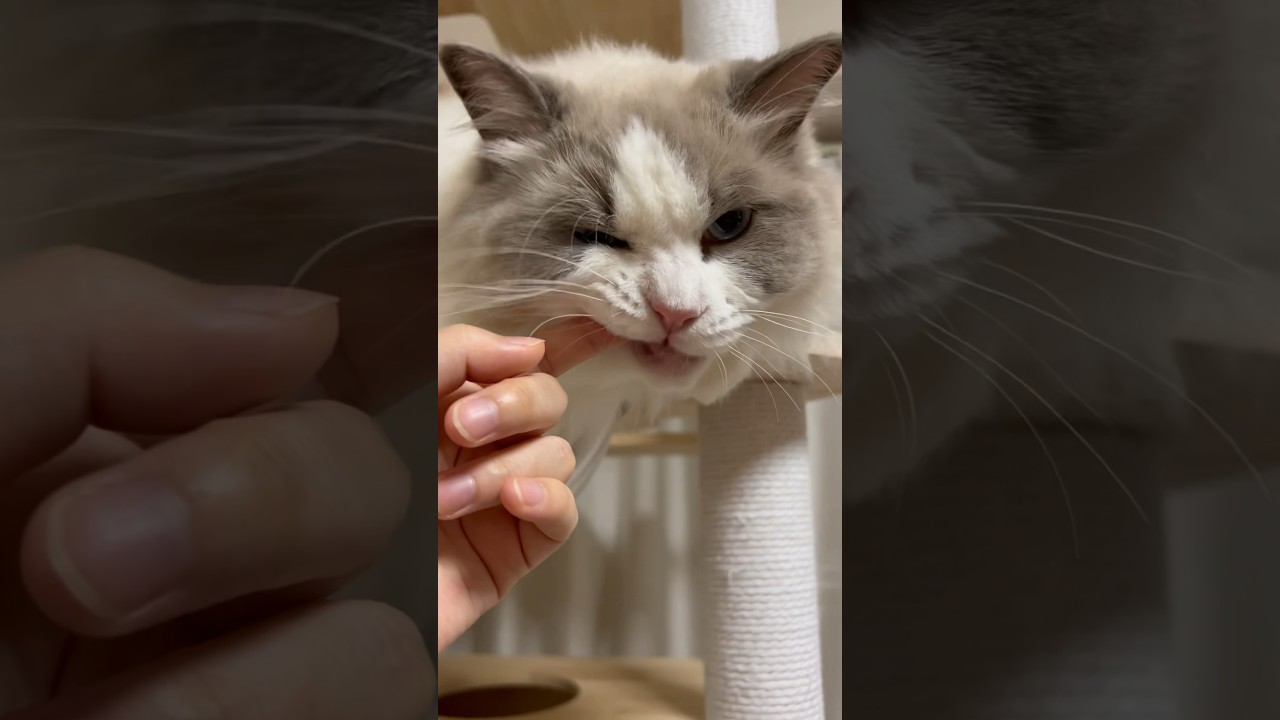 プルプルしてたら反撃された #ラグドール #cat