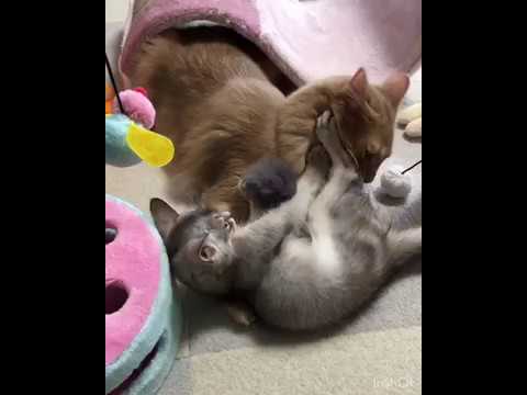 弟が可愛くて仕方ない兄（ソマリ兄弟）