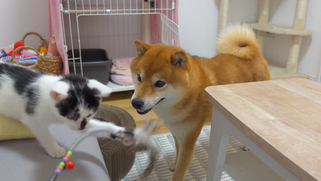 子猫にかまってもらえない柴犬が愛おしい行動に出ました。。