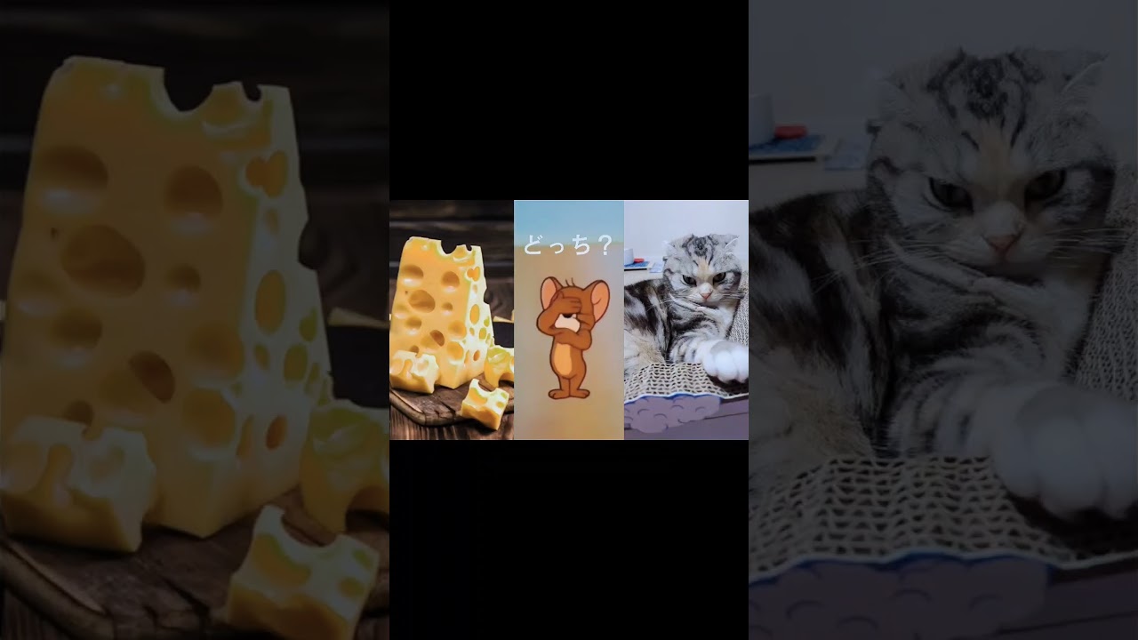 [トムとジェリー] どっちがいいかな？#スコティッシュフォールド #cat #トムとジェリー