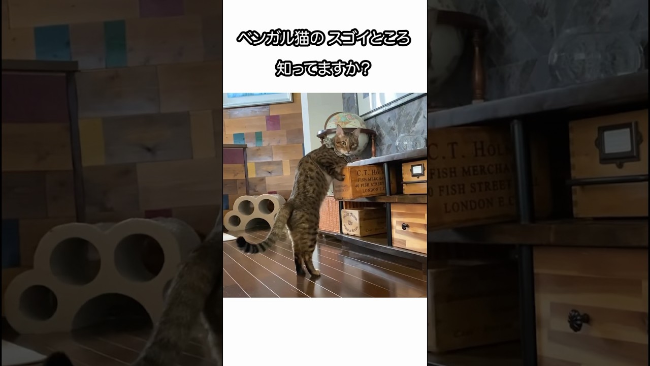 ベンガル猫！驚きの特徴　#shorts