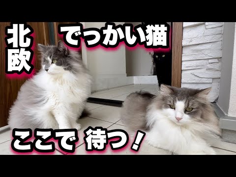 北欧のでっかい猫たちがずっとママを待つんです❗️ノルウェージャンフォレストキャット