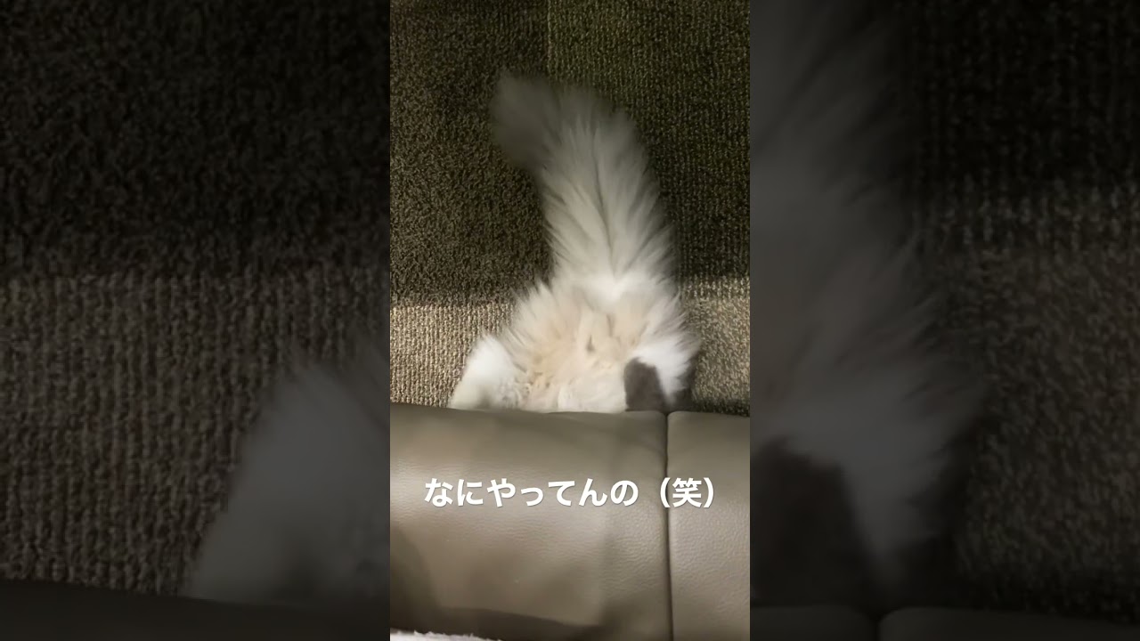モフ猫の裏側がモフモフな件 #ねこ動画 #サイベリアン #cat #shorts