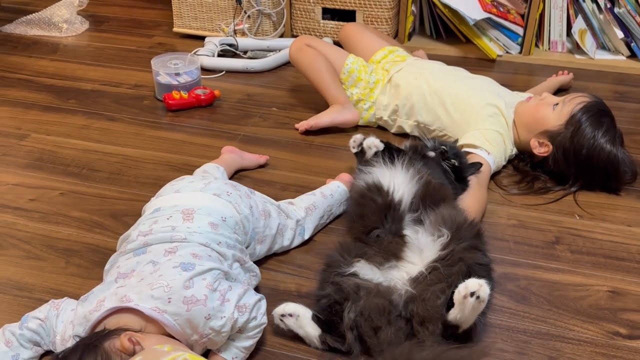 隠れてもすぐに見つかる猫　ラガマフィンA cat that can be found easily. Ragamuffin.