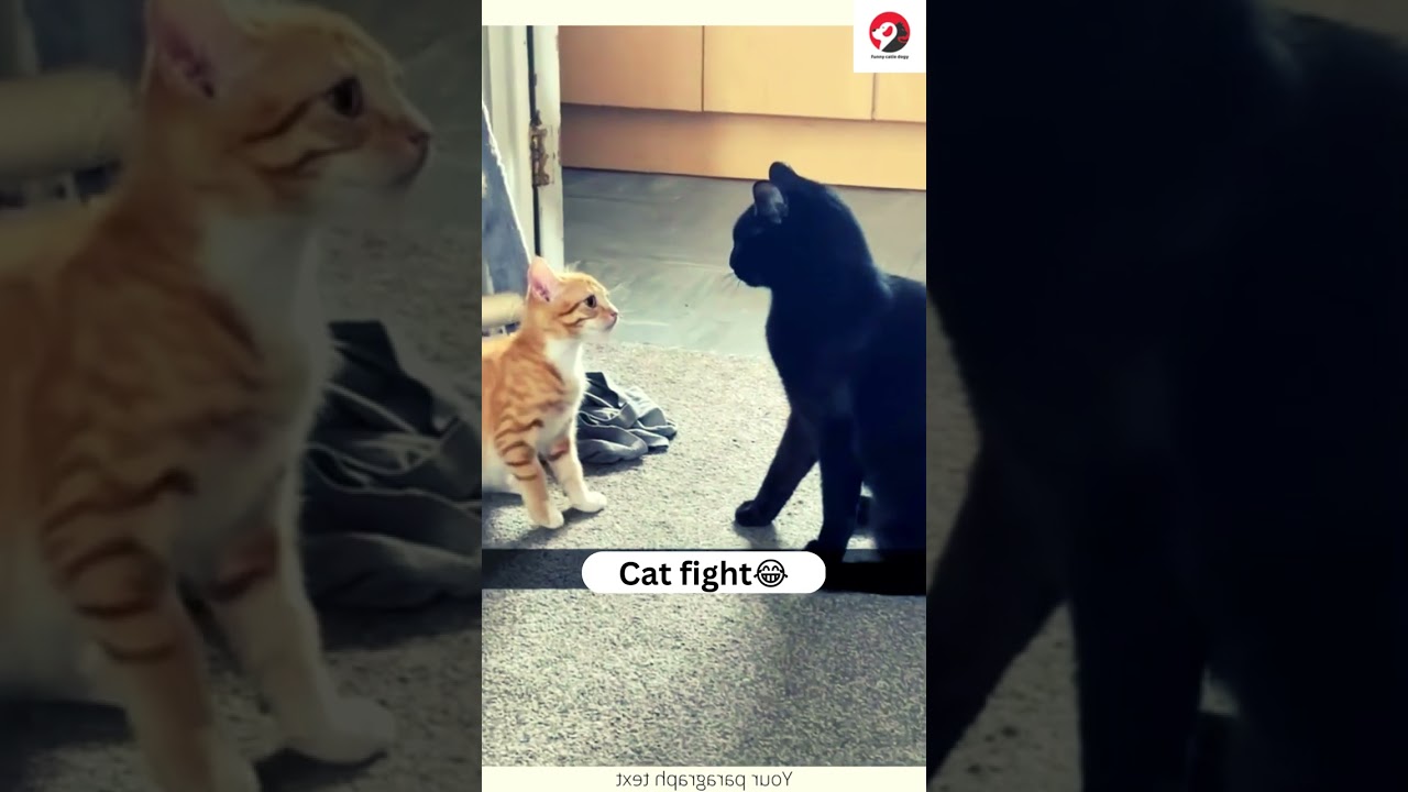 funny cat fight😻 | Black cat & brown cat | viral clips shorts video