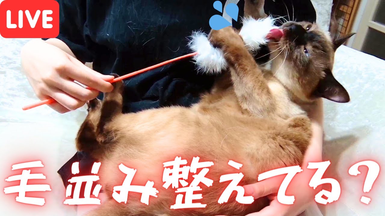 猫じゃらしでの遊び方が独特すぎる保護猫＆北欧猫ｗｗ【シャム猫/シャムミックス＆ノルウェージャンフォレストキャット】