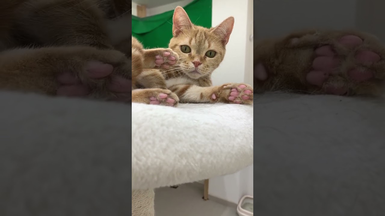 ぷにぷに#アメリカンショートヘア #アメショ #猫 #ねこかわいい #ねこ動画 #ねこ部 #猫のいる暮らし #猫好きさんと繋がりたい #猫動画 #猫好き #ねこ #ペットモデル大募集 #shorts