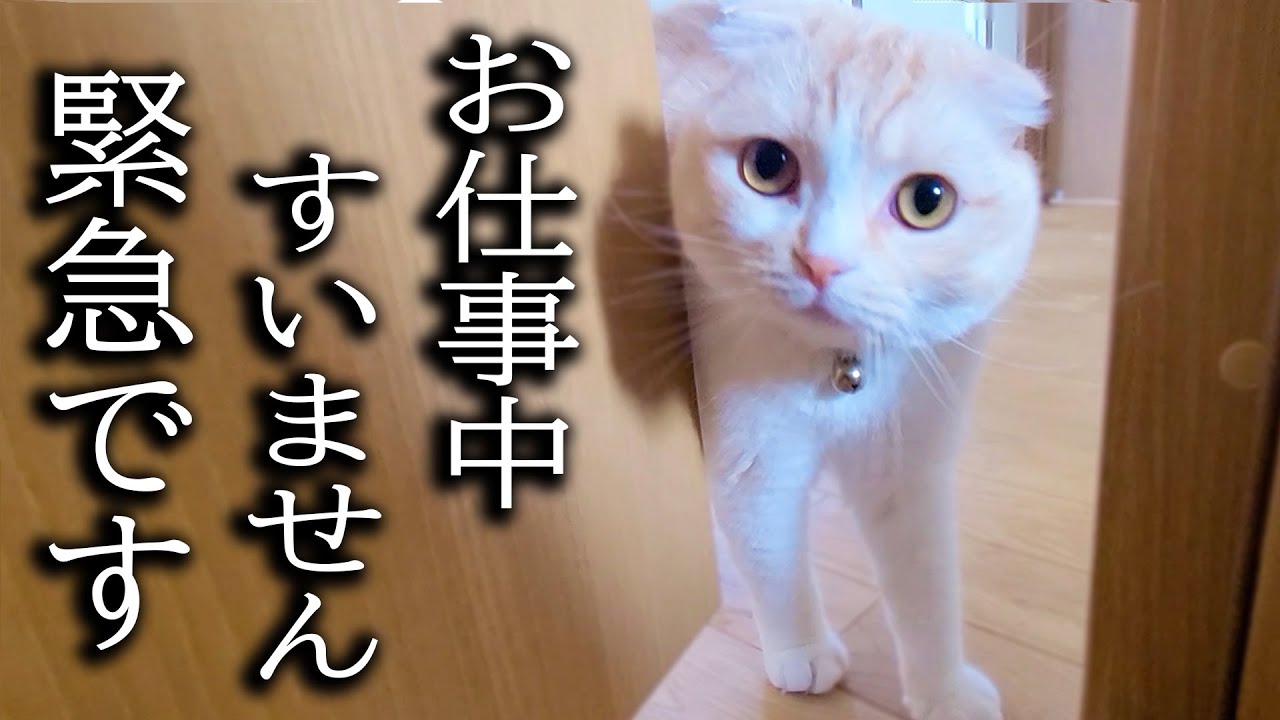 仕事が終わるまで待ってた猫と犬が突然こうなりました...
