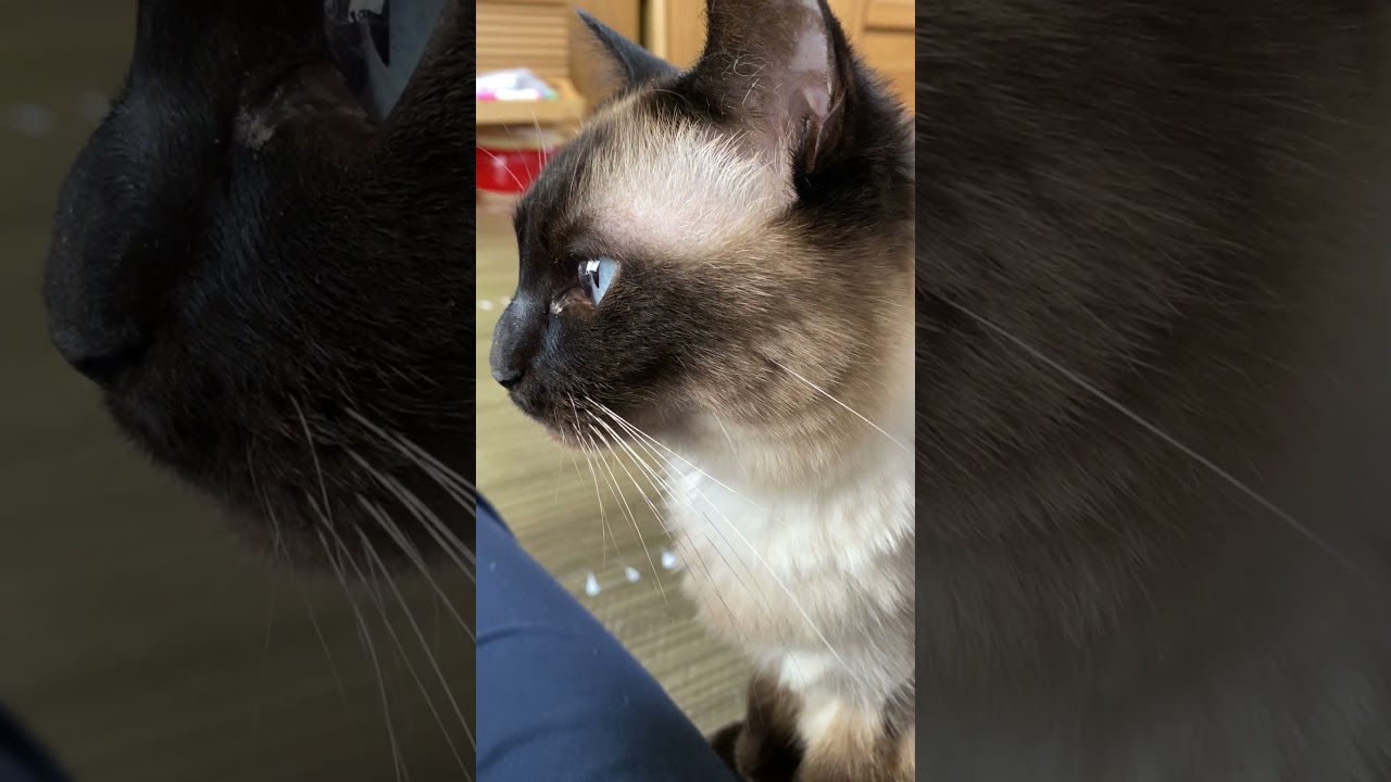 【2023.06.15】今日のシャム猫のふくさん（音無し）【たぬき猫】 #shorts