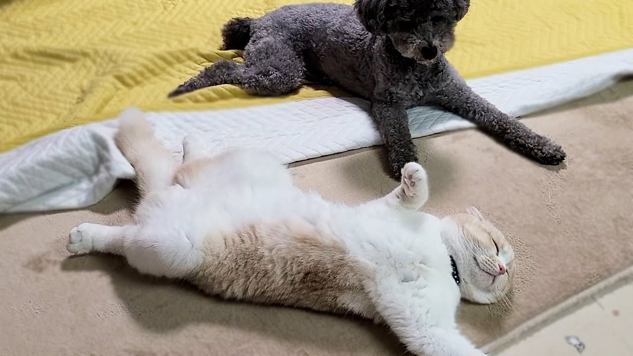 猫が犬の前で臭いオナラをしたらこうなりました...