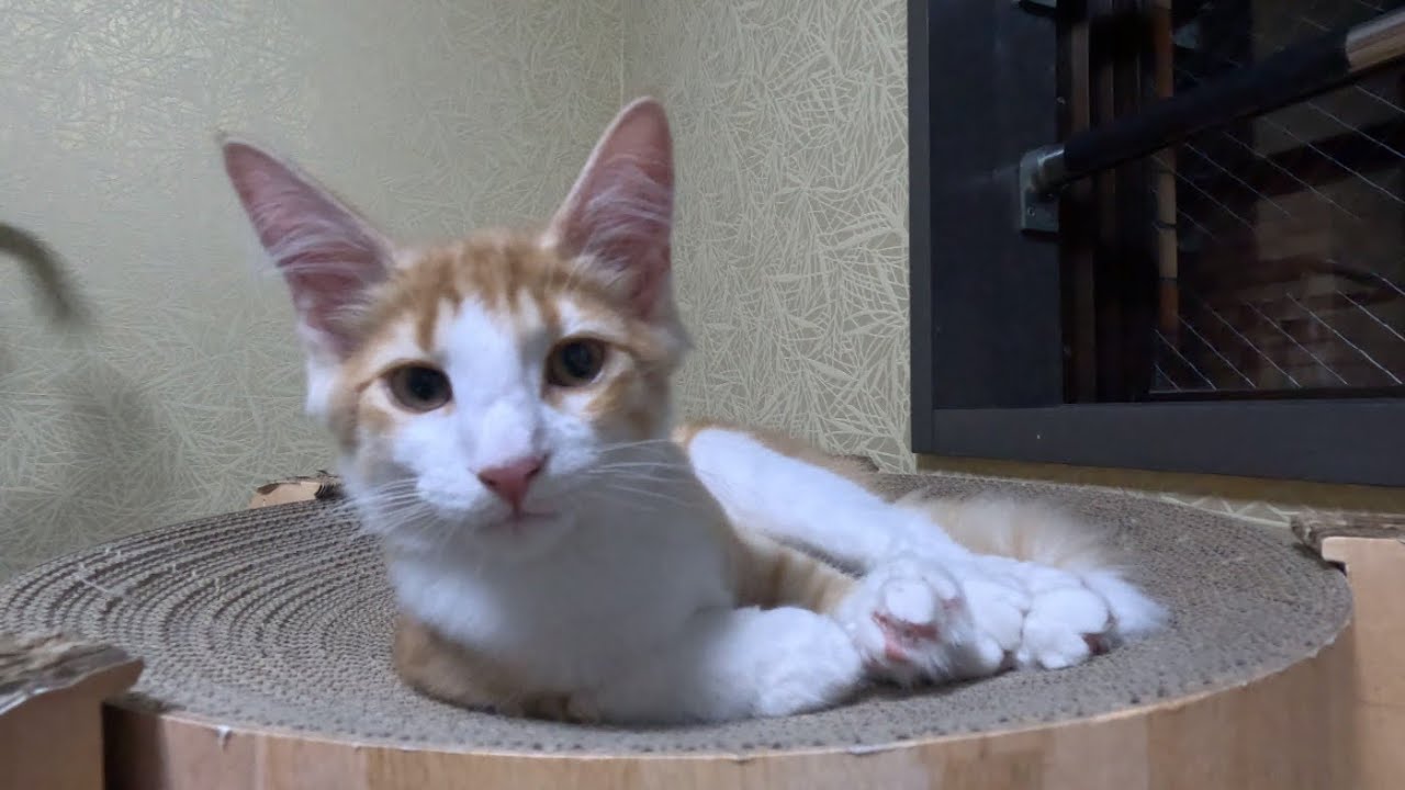 【ノルウェージャンフォレストキャット】子猫4ヶ月と先住猫2ニャンズ