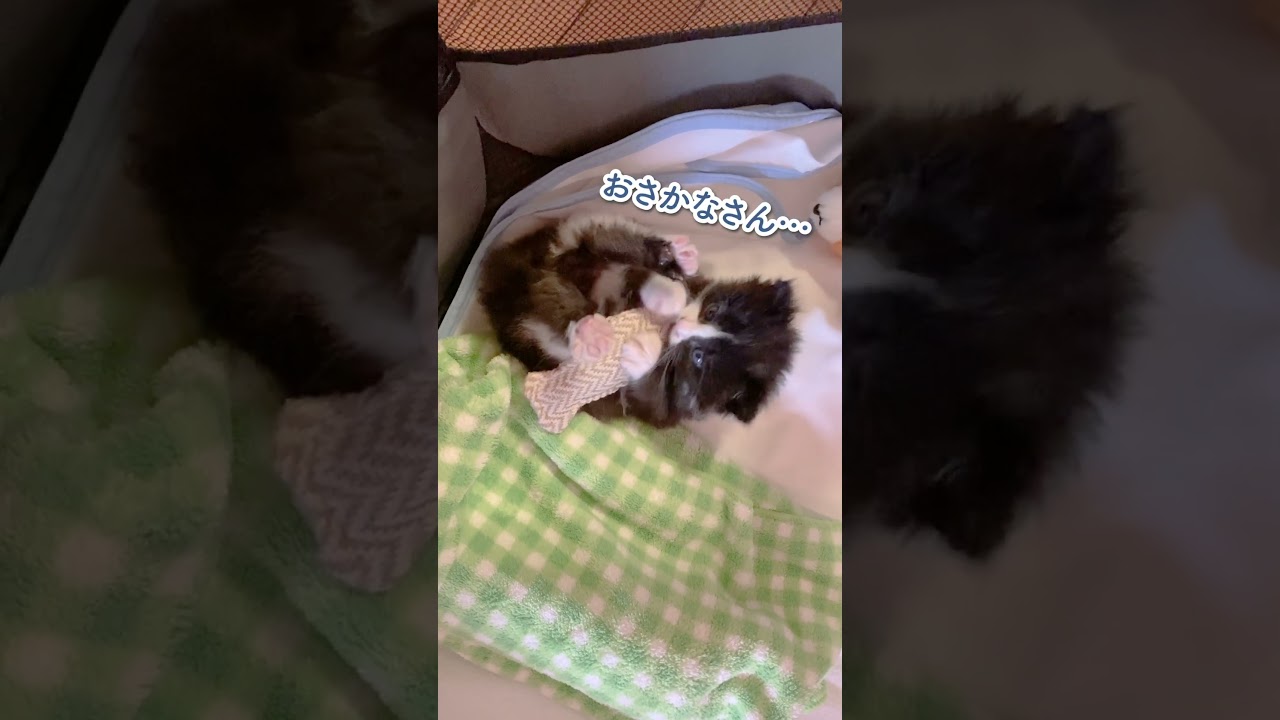 おねだりの仕方がかわちすぎる子猫 #shorts