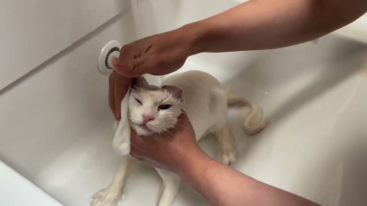 猫ちゃんのシャワーとドライヤー(´・ω・｀)