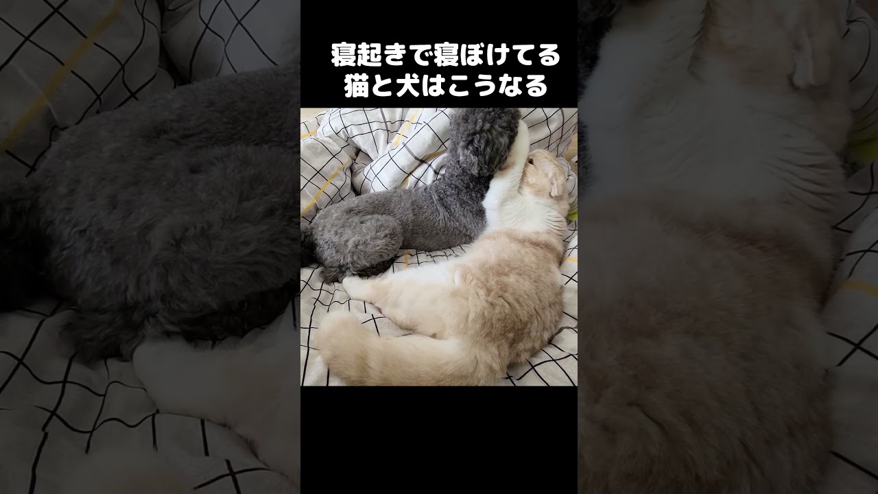 寝起きで寝ぼけてる猫と犬はこうなります...#shorts