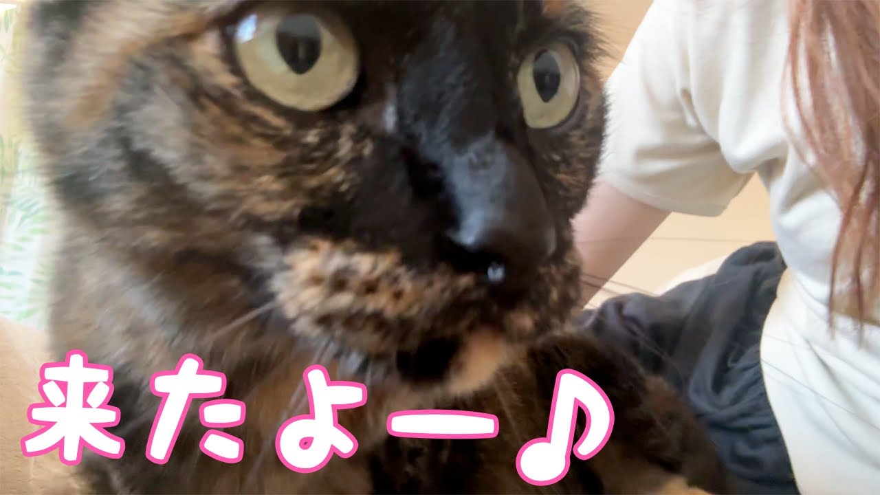 ママが休んでると隣に遊びに来てくれるサビ猫モモちゃん！