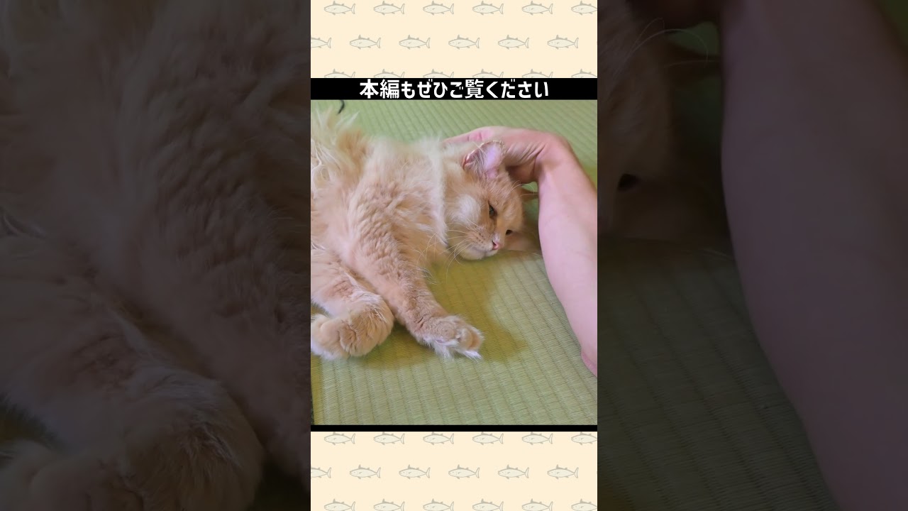 エアーふみふみをする猫【癒し・サイベリアン】 #shorts