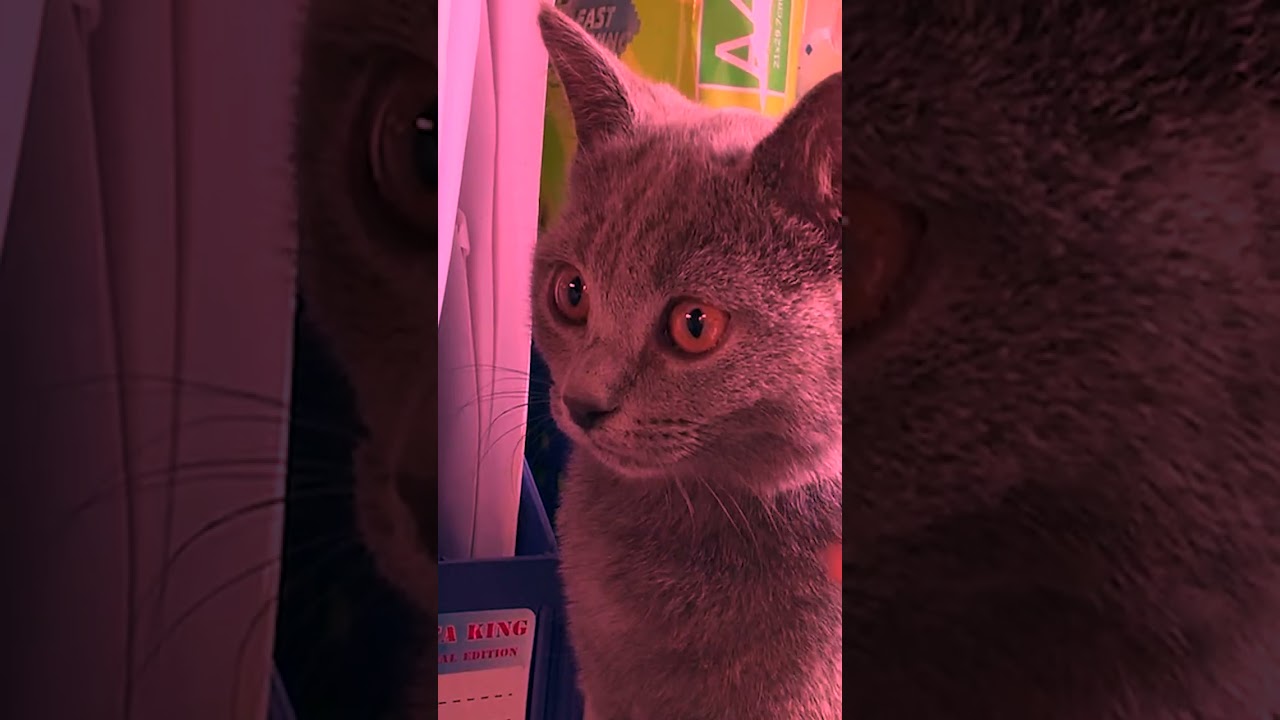 Ai rồi cũng khác P1 #cat #cats #mèo #pets #tiktok #cutecat #trending #thucung