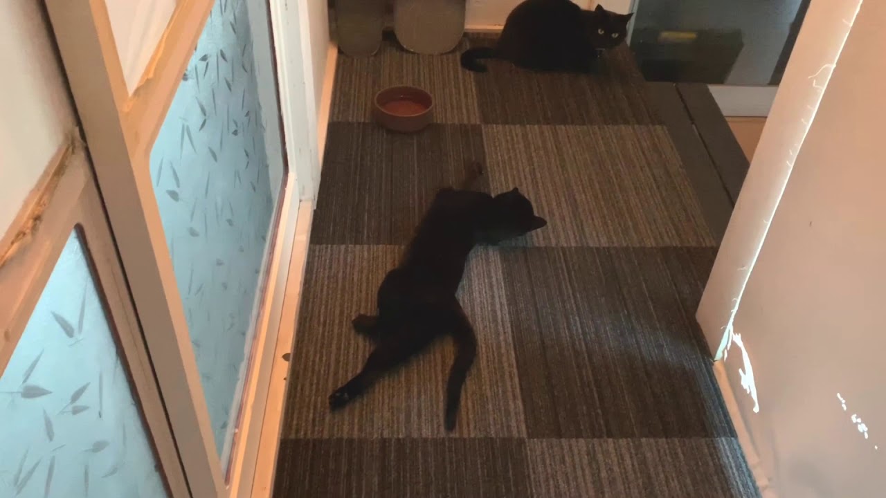 平和な猫達の日常風景☆黒猫ボンベイ