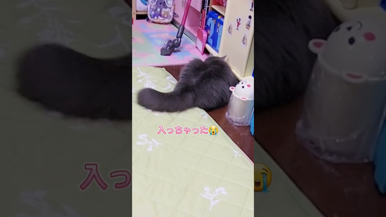 サッカー大好き猫😽ゴールしては飼い主に取らせる【サイベリアン・キキのKIKICHANNEL】#サイベリアン #猫 #shorts