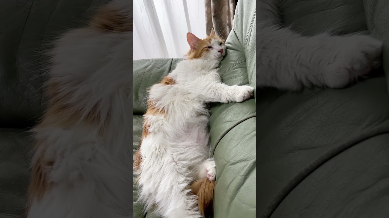 眠っちゃう猫#shorts 【マリー（メインクーン）】
