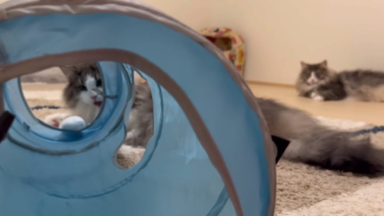 【可愛い❤️】トンネル大好き❤︎ハイテンションで遊ぶノルウェージャンフォレストキャット！！