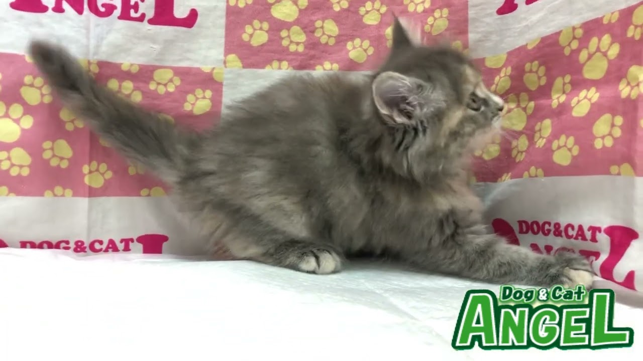 サイベリアン 2305127 【ペットショップエンゼル　子犬・子猫販売】